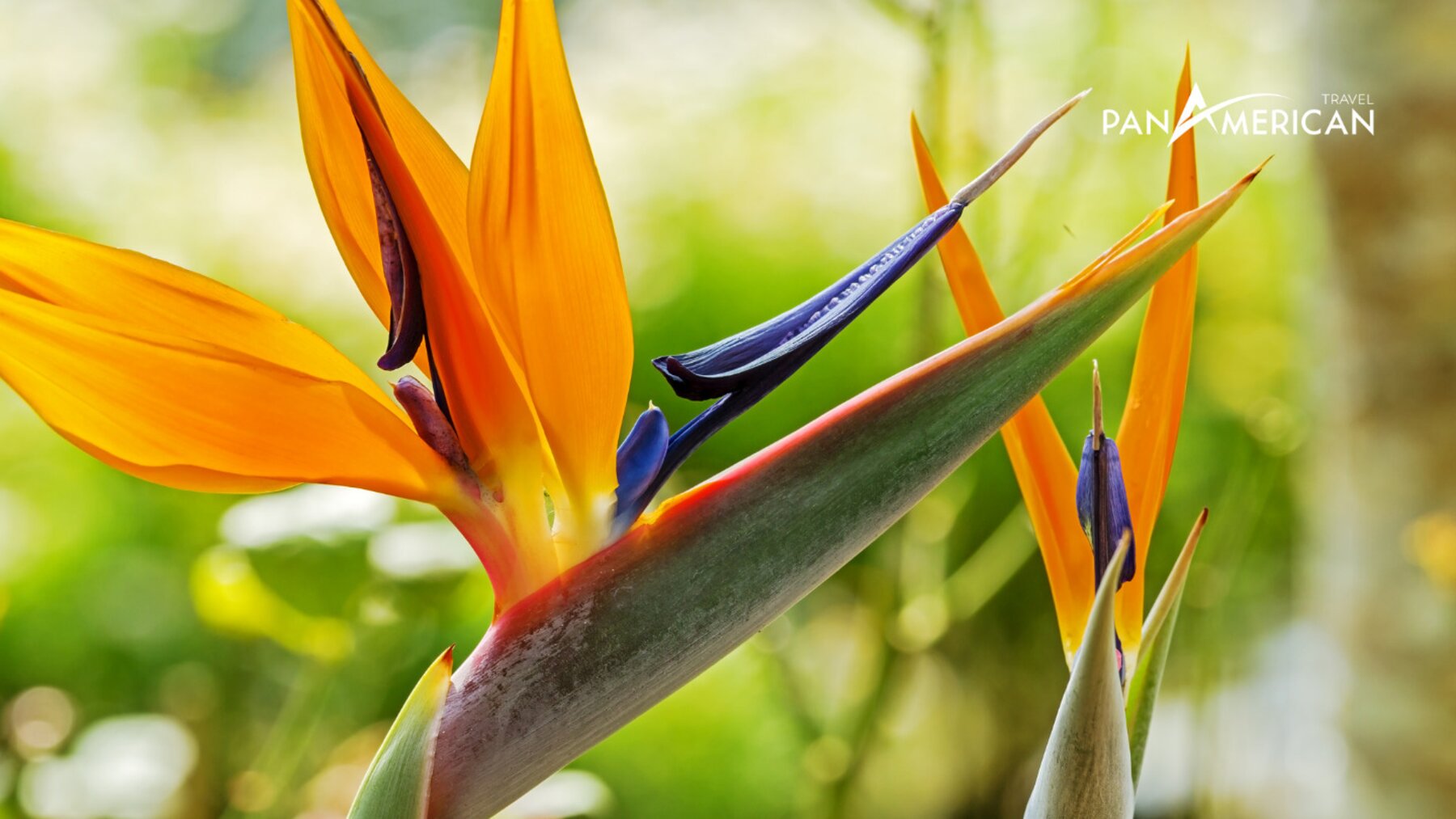 Hoa thiên điểu - Loài hoa đẹp nhất thế giới