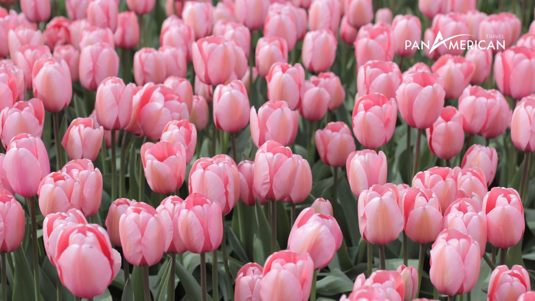 Hoa Tulip - Biểu tượng của Hà Lan