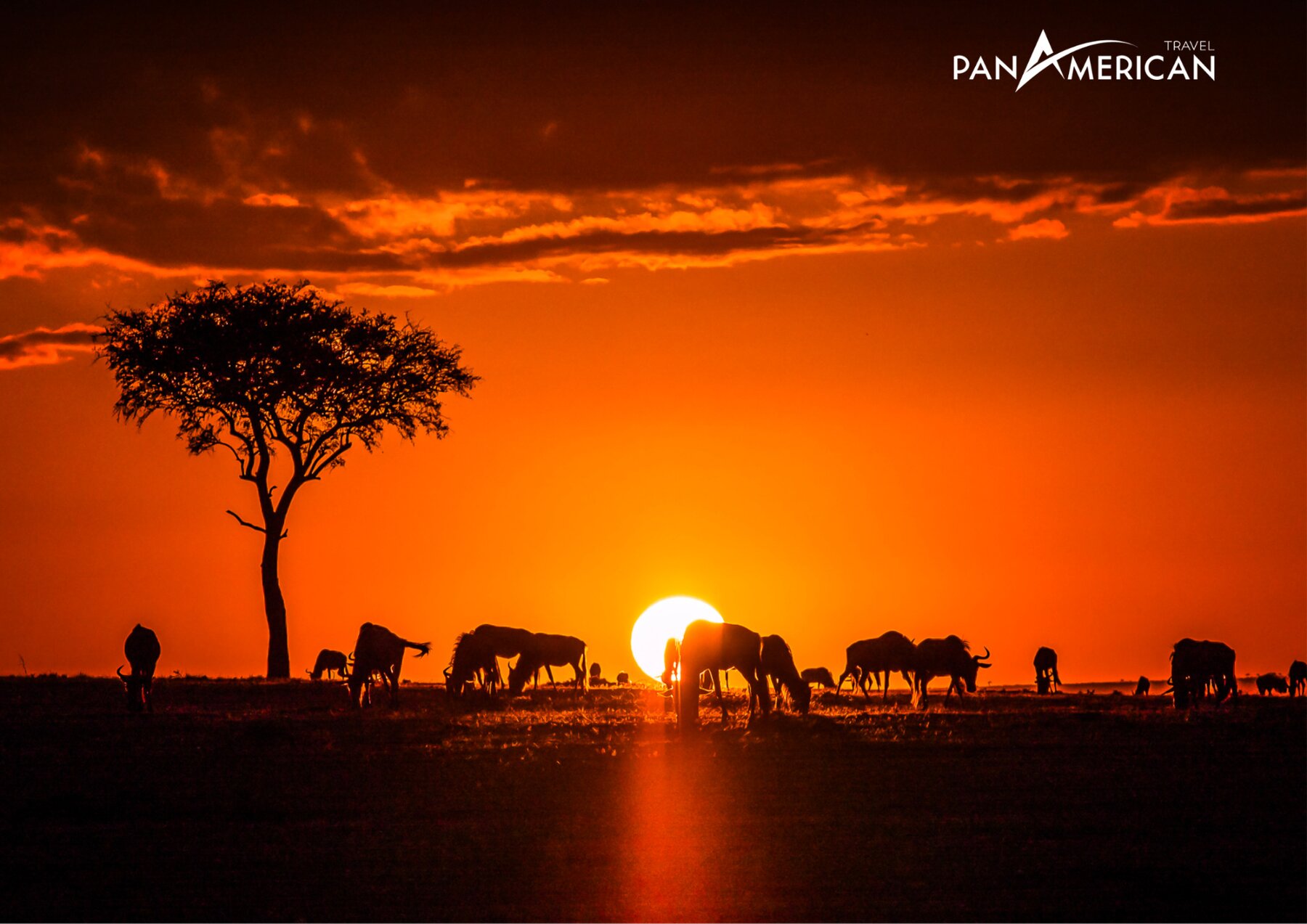 Maasai Mara nơi sinh sống của hơn 95 loài động vật có vú