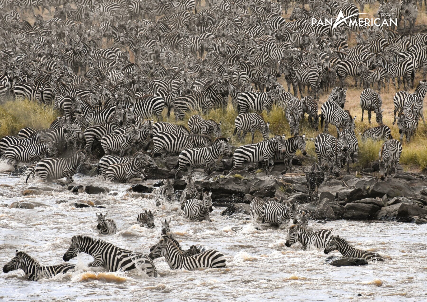 Mùa di cư của hàng trăm nghìn loài thú tại Masai Mara