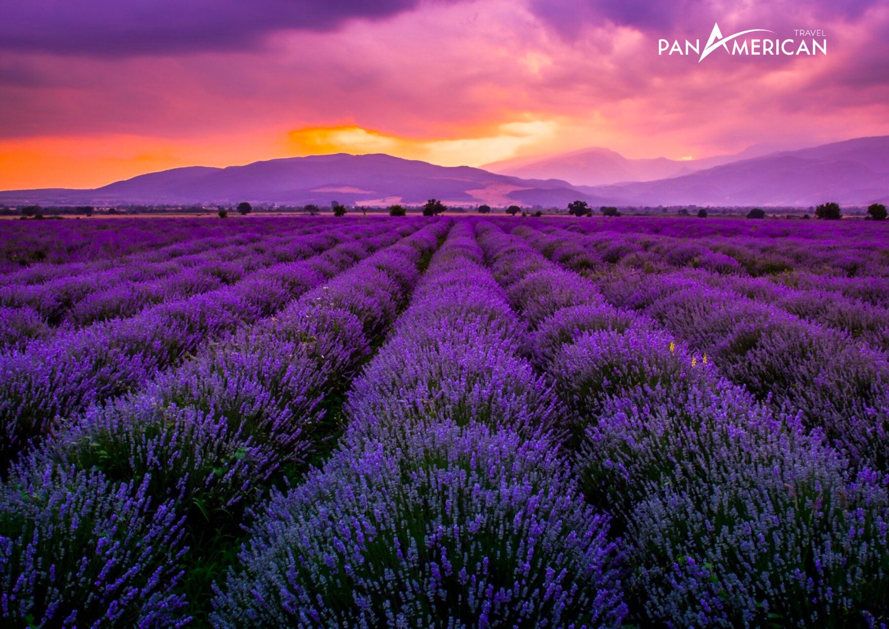 Chiêm ngưỡng những cánh đồng hoa lavender bạt ngàn tại Pháp