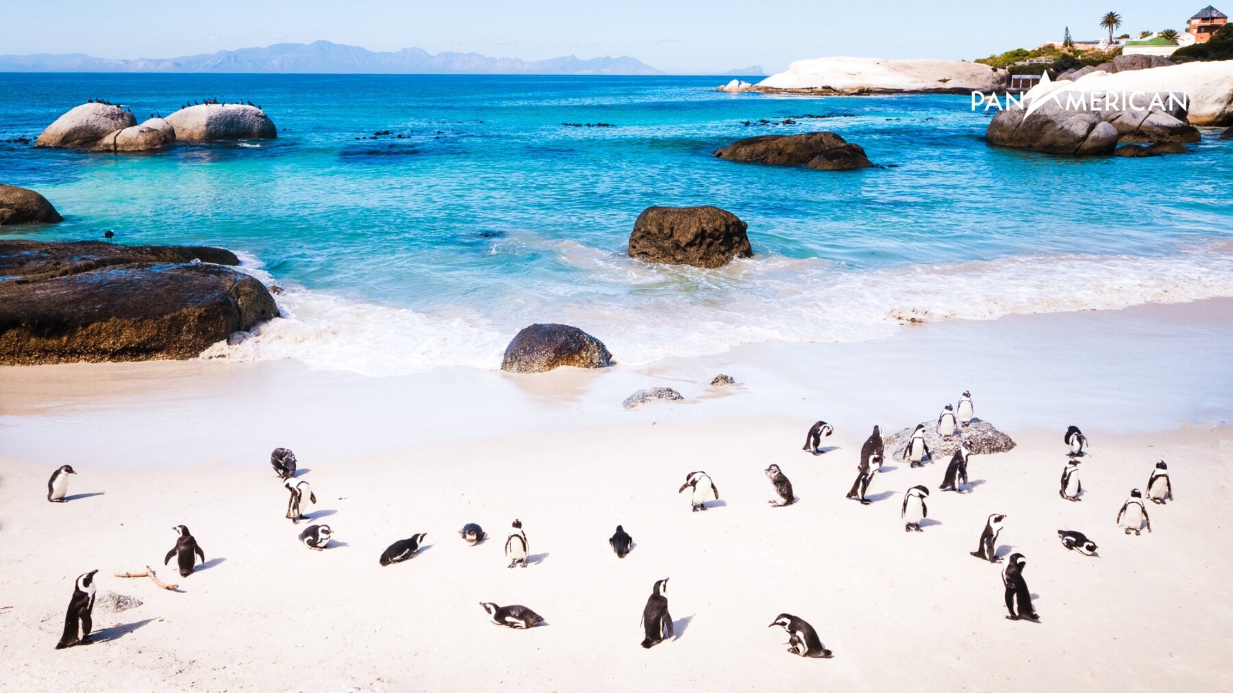 Chim cánh cụt châu Phi bên bờ biển