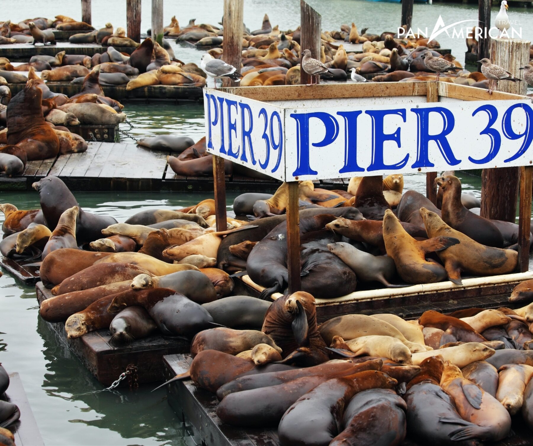 Hàng trăm chú sư tử biển nằm dài trên cảng Pier 39 