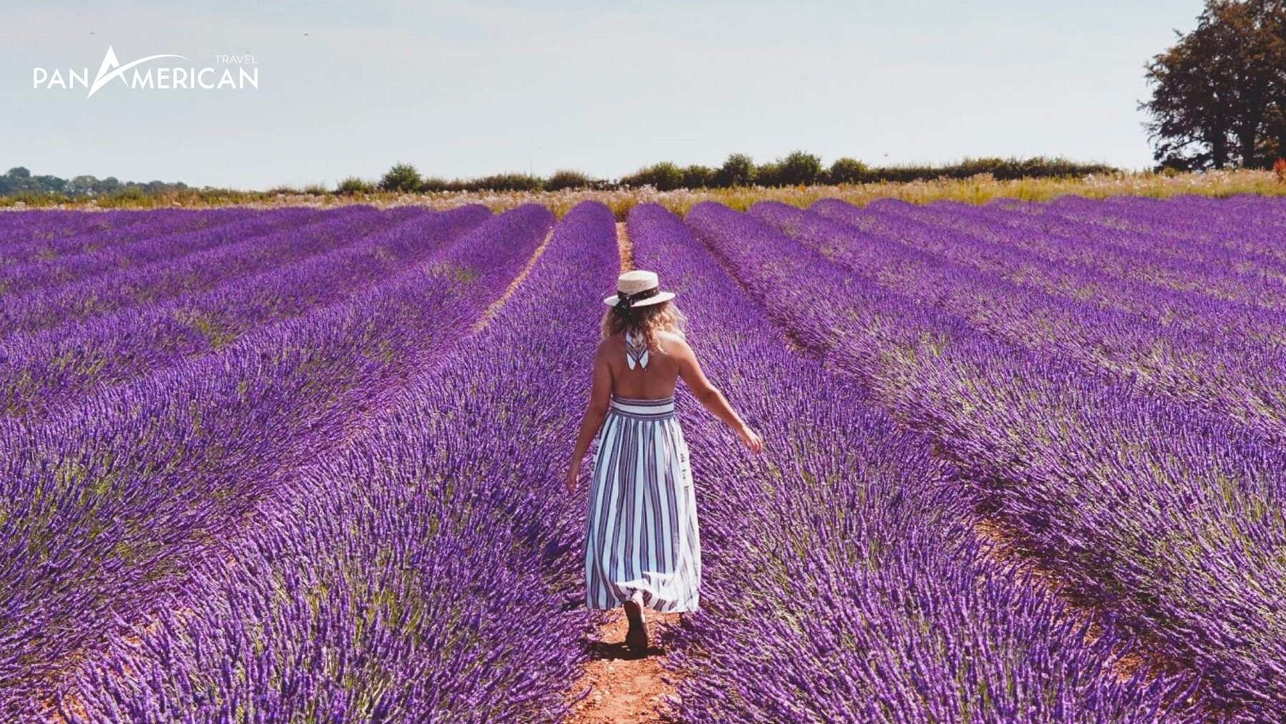 Ngắm hoa Norfolk Lavender - Địa điểm du lịch Anh