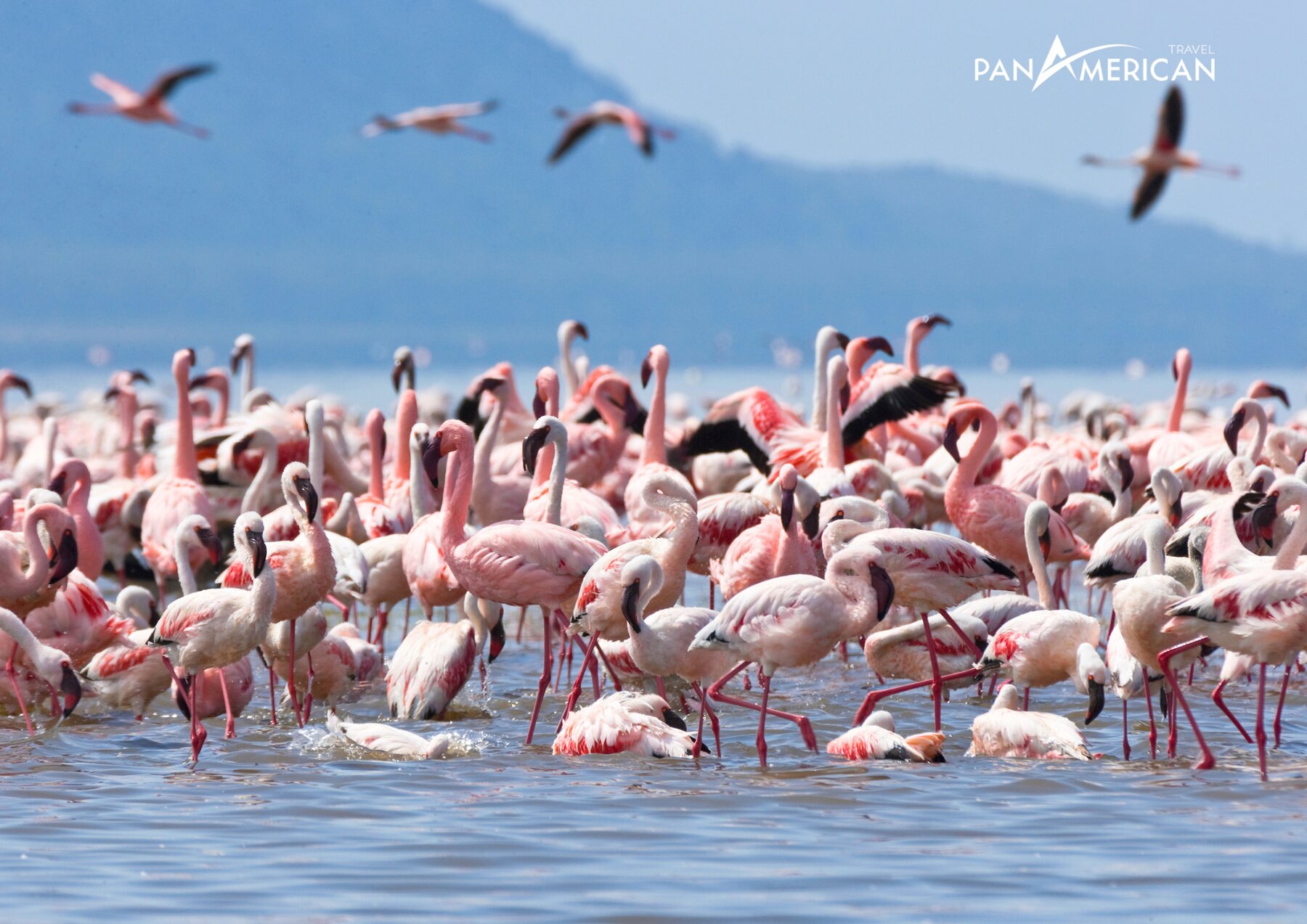 Nằm ở phía tây Kenya, hồ Nakuru là điểm đến không thể bỏ qua trong bất kỳ tour du lịch châu Phi