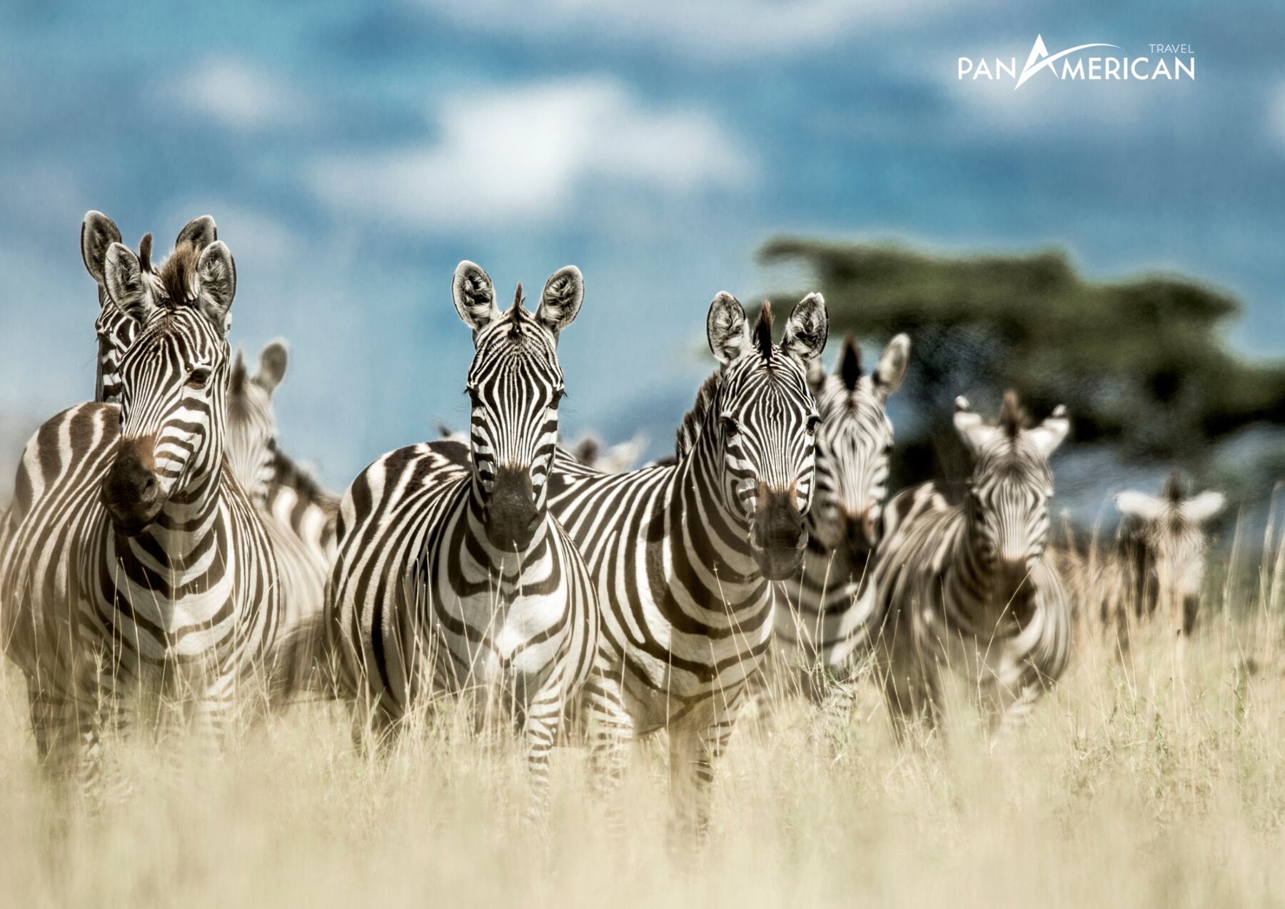 Serengeti điểm đến đặc biệt trong các tour du lịch Châu Phi