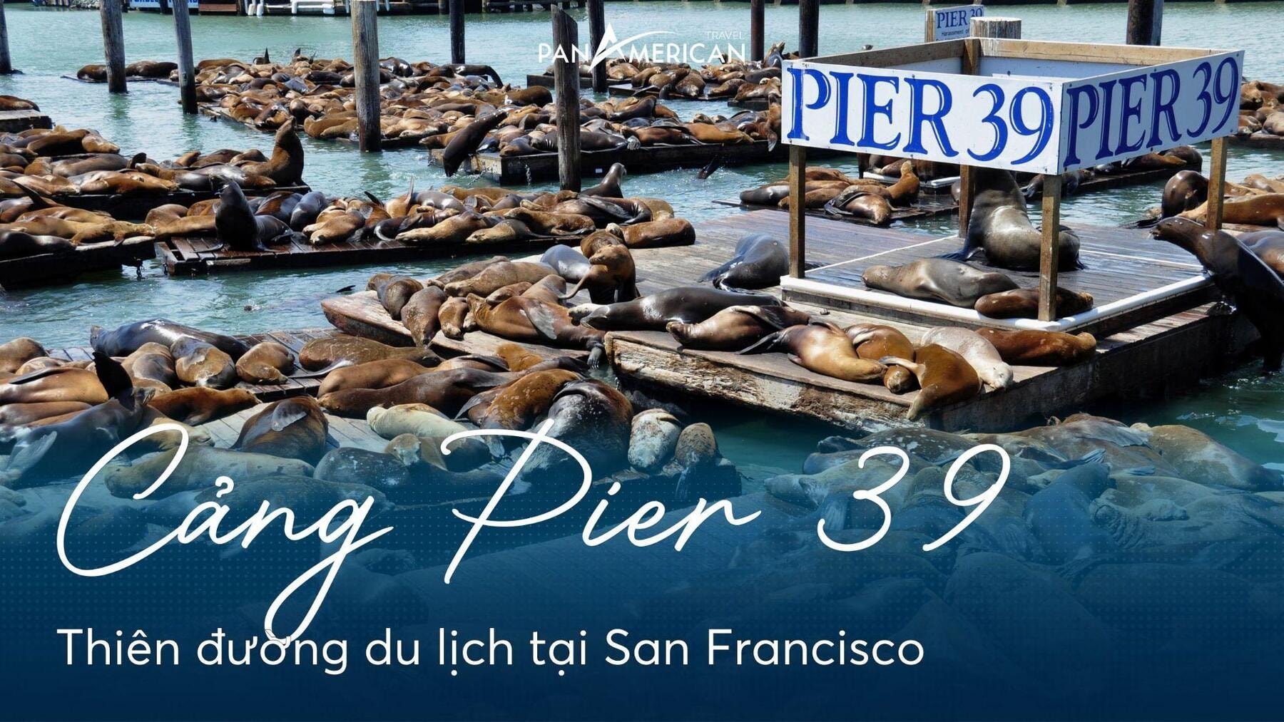 Cảng Pier 39: Thiên đường du lịch tại San Francisco