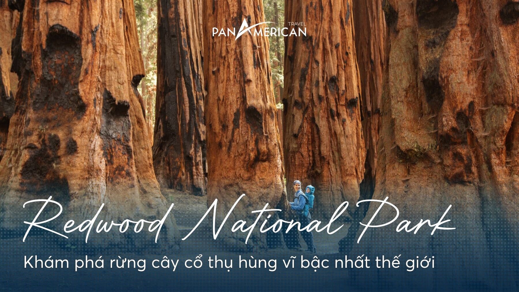 Redwood National Park: Khám phá rừng cây cổ thụ hùng vĩ bậc nhất thế giới